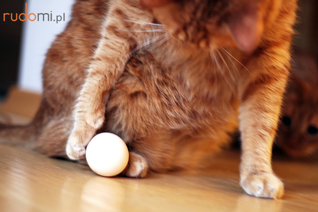 Koty nie biorą się z jajek
