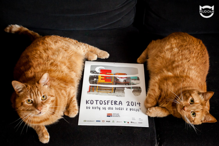Kup kalendarz, pomóż kotom z Hospicjum