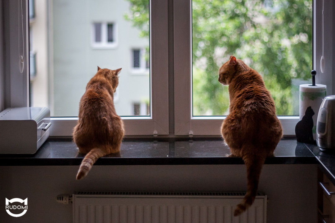 Koty a uchylne okna. Ku przestrodze.