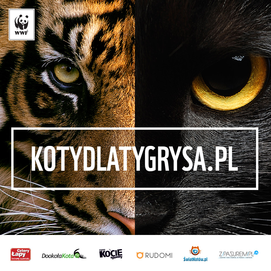 Koty dla tygrysa - WWF Polska - Rysiek i Marchewka - rudomi.pl