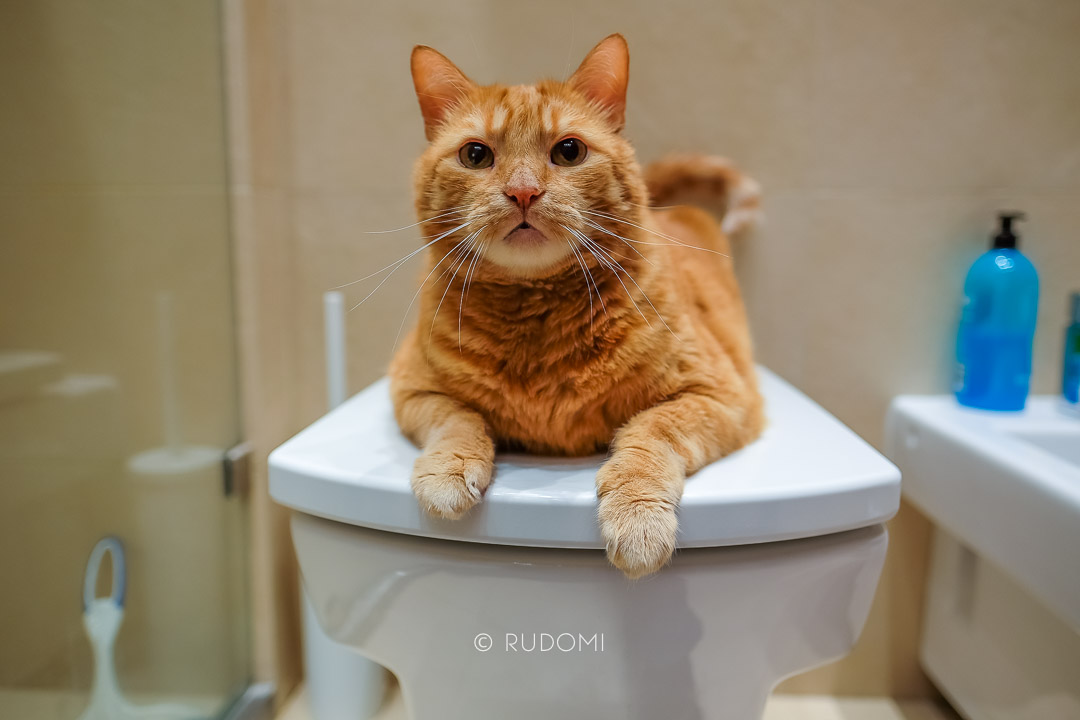 Kot na WC