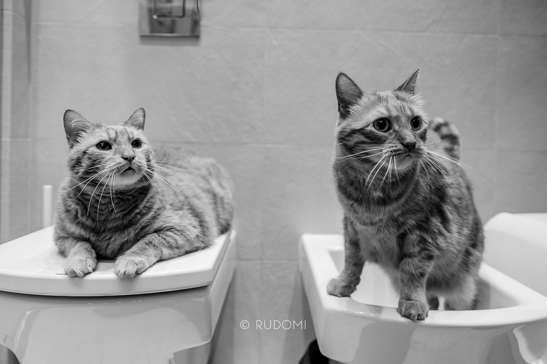 Koty toaletowe