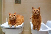 Zagrożenia dla kota w domu: łazienka
