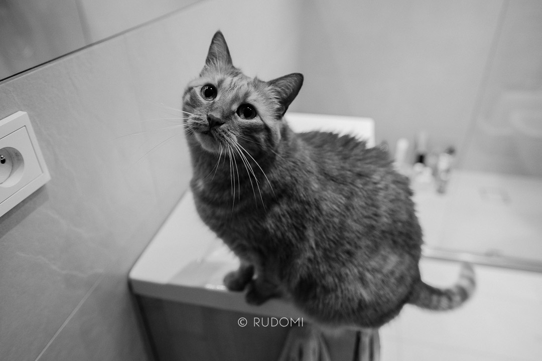 Lista zagrożeń dla kota w domu - łazienka