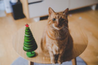 Prezent dla kota – świąteczny poradnik zakupowy z RABATAMI